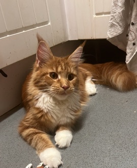 Maine Coon – Maine **** for sale