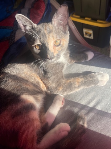 American Shorthair – she needs a home 🥺