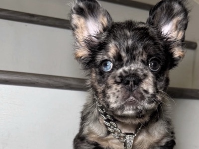 French Bulldog – French bulldog – Topeka