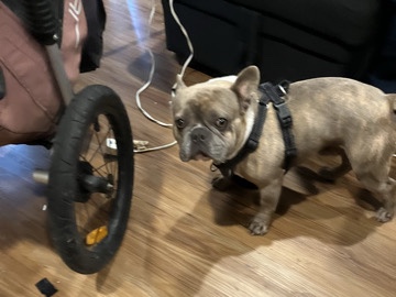 French Bulldog – French bull dog – Portland