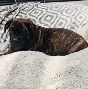 Boerboel – South African Mastiff
