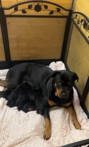 Rottweiler – ❤️🐶champion bloodline chunky rottweiler puppys