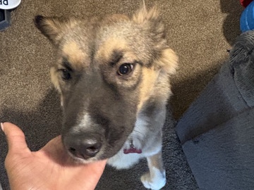 Siberian Husky – selling Luna – Winston-Salem