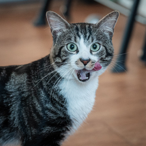 American Curl – cat rehome
