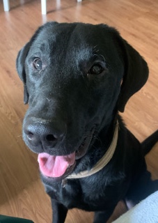 Labrador Retriever – black lab puppy