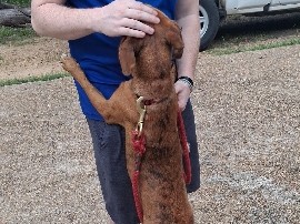 Mixed Breed – INTACT FEMALE-URGENT REHOME – Gloster