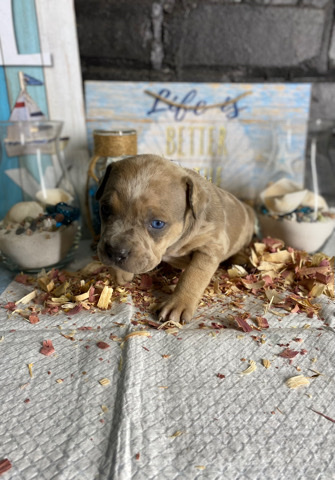 American Pit Bull Terrier β bully puppies