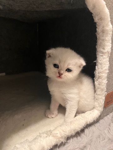 Scottish Fold – Milky Junior