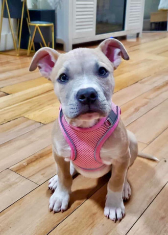 American Pit Bull Terrier – sell my 2 month old pitbull she’s healthy and likes to play around
