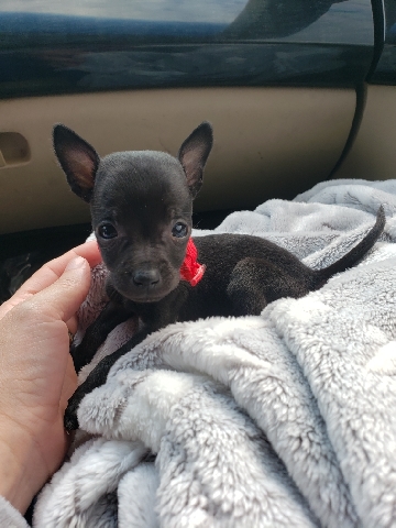 Chihuahua – Chihuahua puppies!