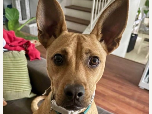 Mixed Breed – Scooby – San Diego