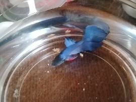 Betta – bluebarry the betta fish – La Grange