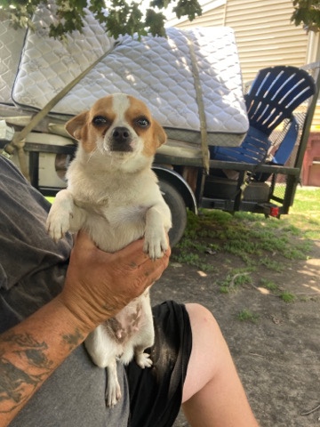 Chihuahua – tea cup Chihuahua for sale
