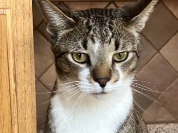American Shorthair – Sammy- Rehoming him for free – Savage