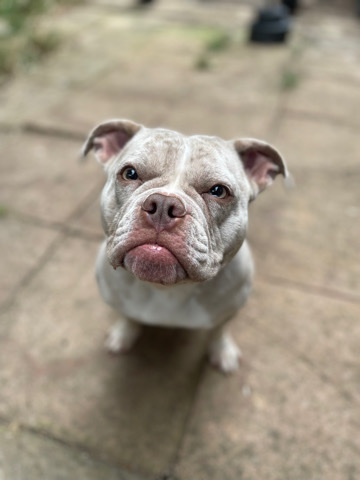 American Bulldog – merle pocket bully