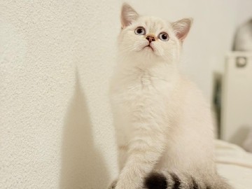 Image of British Shorthair