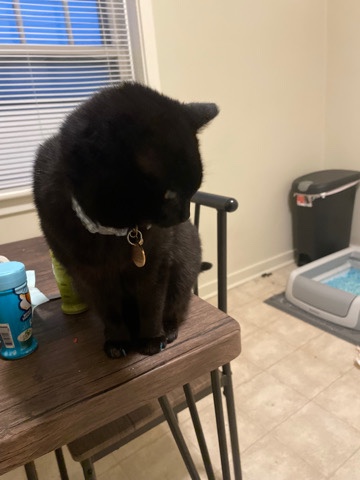 American Shorthair – cat-rehome