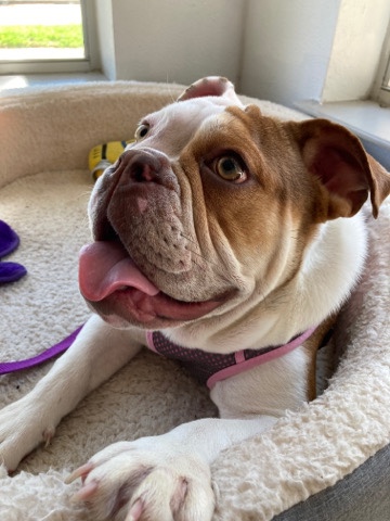 Olde English Bulldogge – Female English Bulldog
