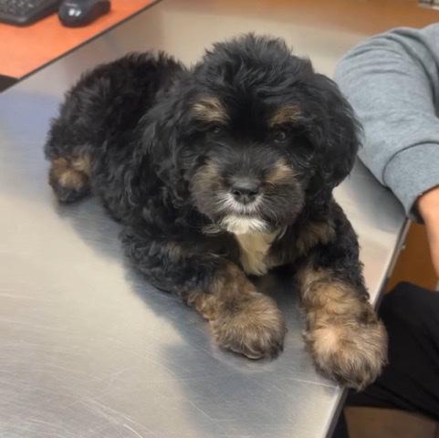 Poodle – mix breed puppy