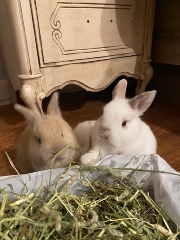 Dwarf Hotot – Bunnies looking for home