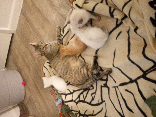 kittens for sell