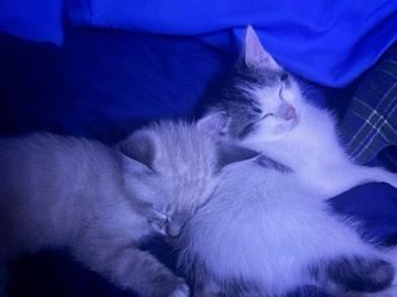 beautiful baby kittens ready to be rehomed – West Kelowna