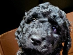 Golden Retriever – GOLDENDOODLES – Seattle