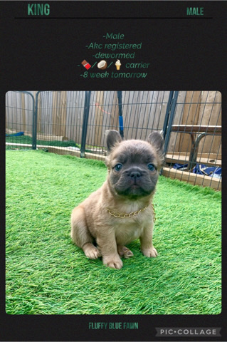 French Bulldog – Fluffy blue fawn French Bulldog Puppy