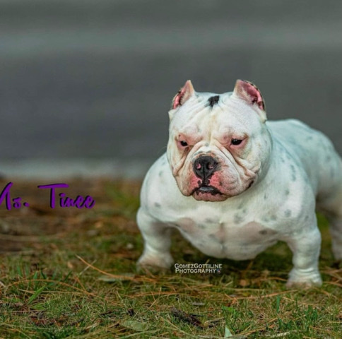 mirco bully