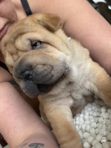 Shar Pei – Chinese Shar Pei puppies – Fort Worth