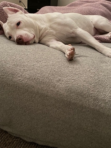 American Pit Bull Terrier – Colby razor edge American bully pitbull