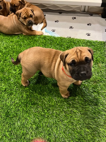 Spanish Mastiff – beautiful Majorcan mastiff puppies