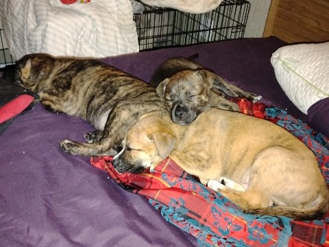 Mixed Breed – Brindle and reverse brindle Shepsky Cane Corso mix – Toronto