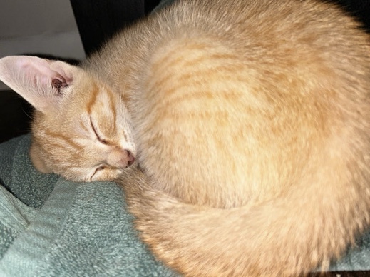 American Shorthair – Adorable American Shorthair Orange Kitten – 3 Months Old – Smyrna