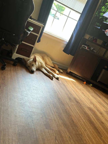 German Shepherd – Achilles is loving