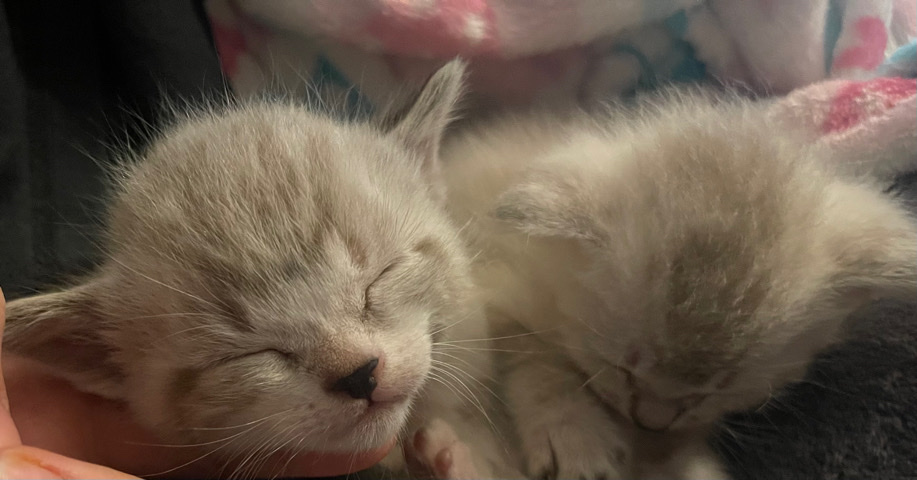 🚨kittens for sale low price🚨.