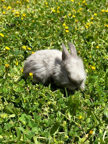 Baby bunny