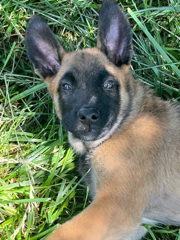 Belgian Shepherd Dog (Malinois) – Purebred Belgian Malinois Puppies