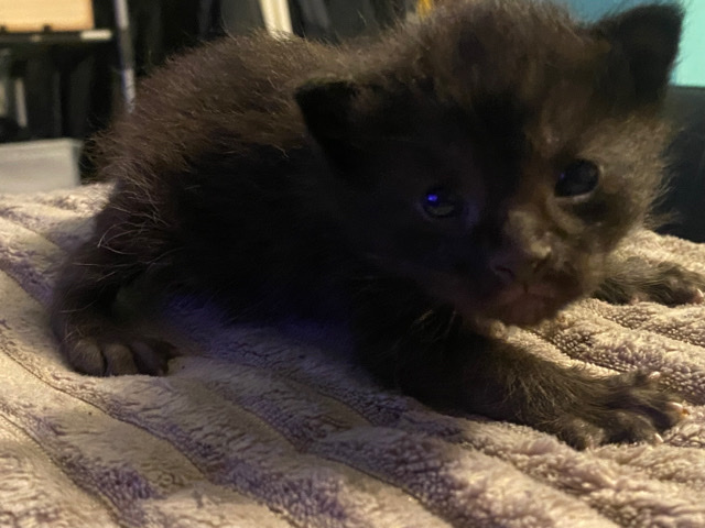manx kitties