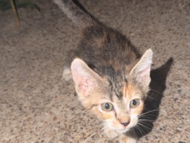 kittens – Dallas