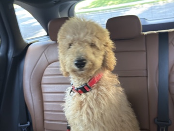 Goldendoodle – Goldendoodle Needs a New Home – Dacula