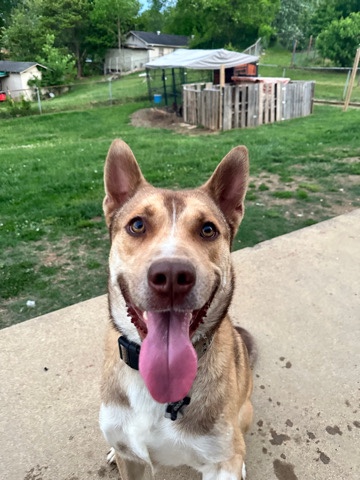 German Shepherd – Rehoming dog