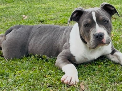 American Pit Bull Terrier – American Pit Bull Terrier Puppy – 8 Months Old – KC/AKC Registered – Columbus