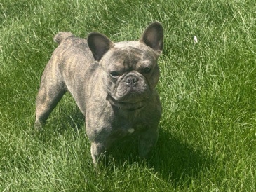 French Bulldog – AKC French Bulldog Male – 1 Year Old – Looking for a Loving Home – Park Forest