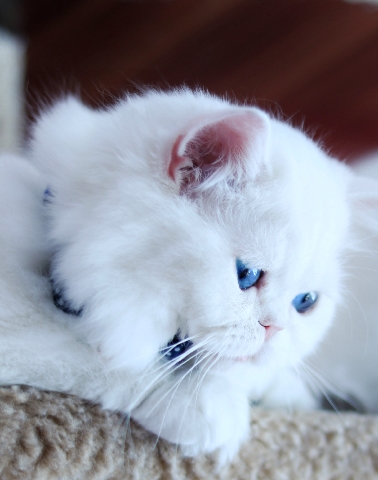 British Longhair – British Longhair AS 12 33 BOY