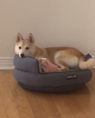 Pomeranian – Rehoming 5 month old puppy