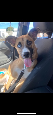 Adoption