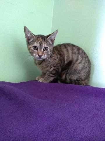 American Shorthair – Nine Kittens in need of good home
