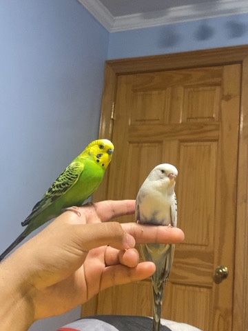 Parakeets 