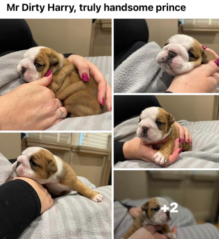 Bulldog – kc reg traditional British bulldogs ready for viewing